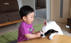 Children and Their Pets