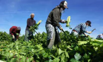 Foreign Investors Control State-Sized Portion of US Agricultural Land