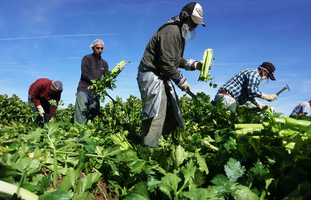 Workers on a farm in the Imperial Valley, Calif., on Jan. 31, 2017. (Sandy Huffaker/AFP via Getty Images)