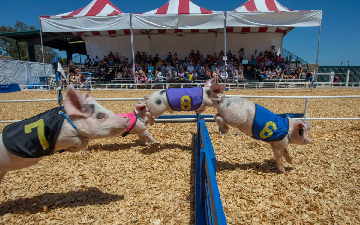 The popular pig races will be among the attractions at The Orange County Fair, which runs July 16 through Aug. 15. (Courtesy of The Orange County Fair and Event Center)