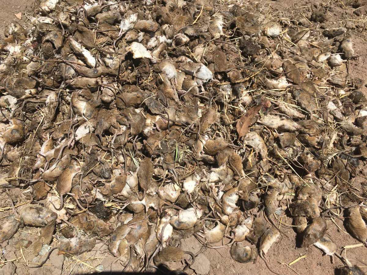 Dead mice at a property in Gilgandra, NSW. (AAP Image/Supplied)