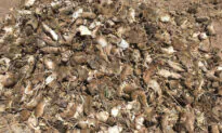 Australian State Considers Genetic Pest Management