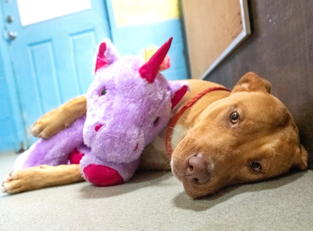 Stray Dog ‘Steals’ Same Stuffed Unicorn 5 Times, so Animal Control Officer Buys It for Him