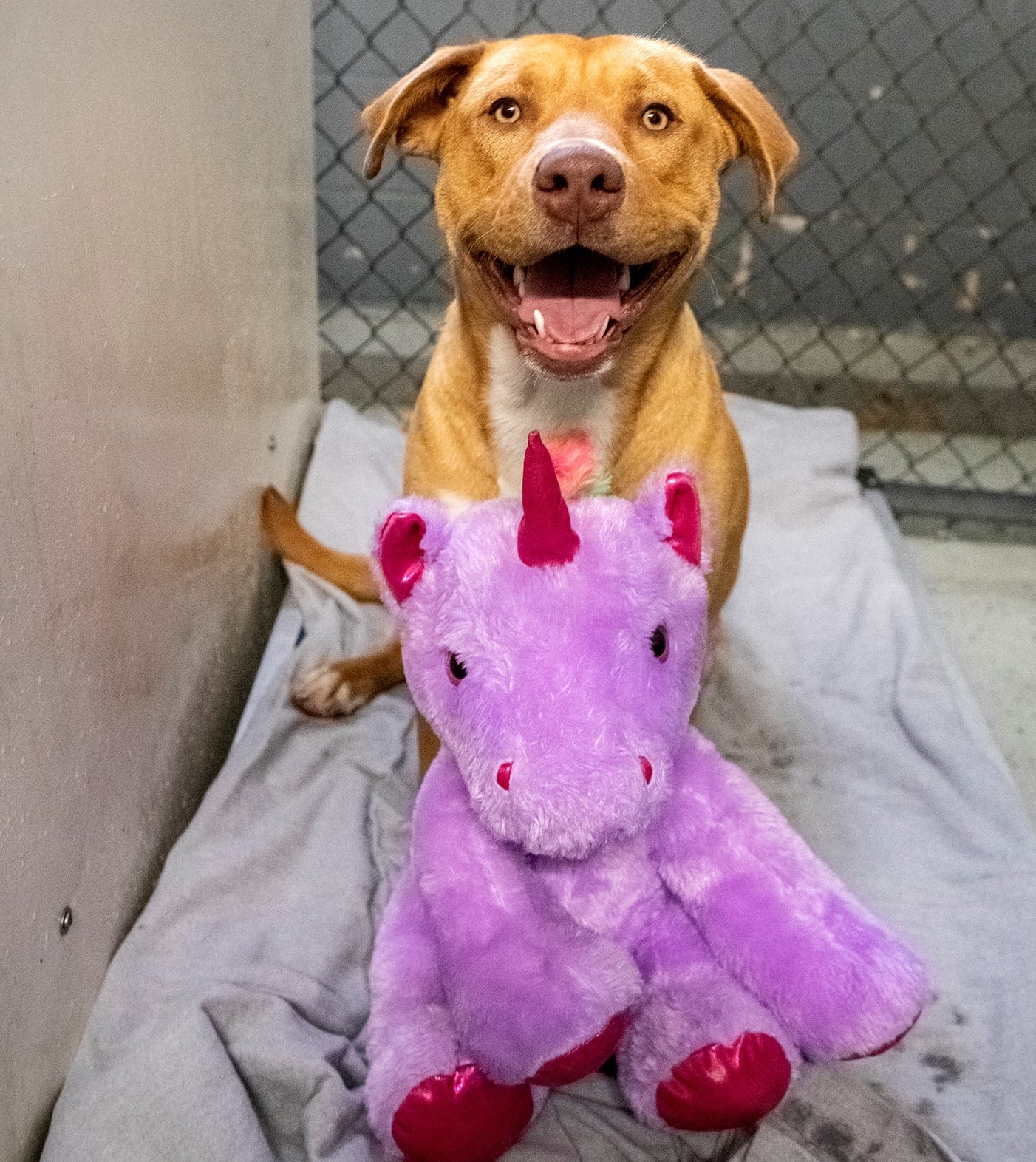 Stray Dog ‘Steals’ Same Stuffed Unicorn 5 Times, so Animal Control Officer Buys It for Him