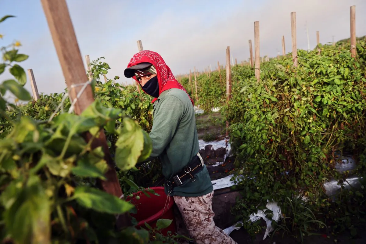 A worker picks tomatoes at a farm in Immokalee, Fla., on Feb. 19, 2021. (Spencer Platt/Getty Images)