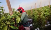 White Farmer Sues Over ‘Racially Discriminatory’ Stimulus Program