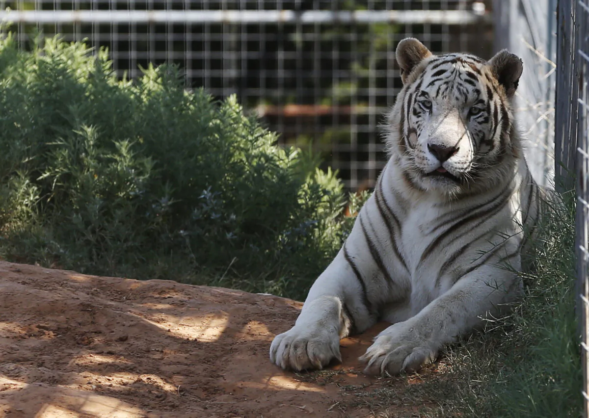 One of the tigers living at the Greater Wynnewood Exotic Animal Park is pictured at the park in Wynnewood, Okla., on Aug. 28, 2013. (Sue Ogrocki/File/AP Photo)