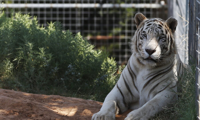 Feds Seize 68 Lions, Tigers and Other Animals From 'Tiger King Park' in Oklahoma Feds Seize 68 Lions, Tigers and Other Animals From 'Tiger King Park' in Oklahoma