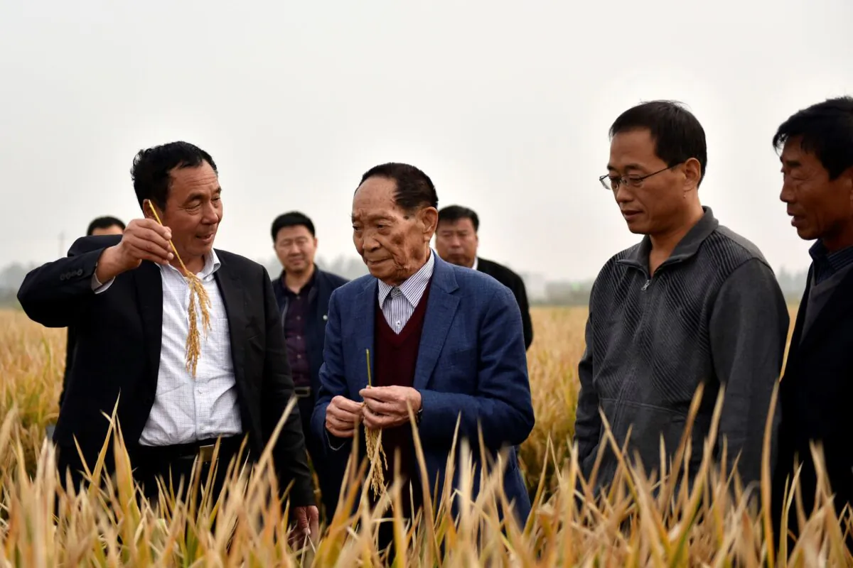 Yuan Longping (C) stands in a field of hybrid rice in Handan in northern China's Hebei Province, on Oct. 15, 2017. (Chinatopix via AP)