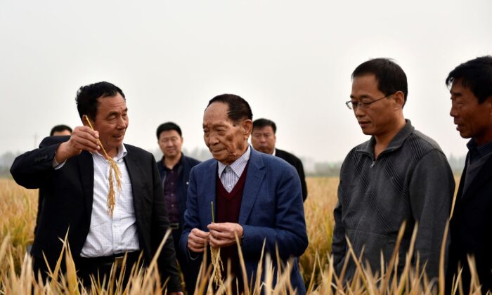 In this Oct. 15, 2017 photo, Yuan Longping, center, stands in a field of hybrid rice in Handan in northern China's Hebei Province. Yuan, a scientist who developed higher-yield varieties of rice, died Saturday. (Chinatopix via AP)