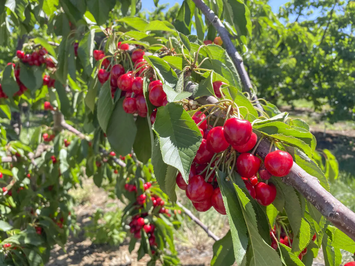 A branch of ripening cherries at Nunn Better Farms in Brentwood, Calif., on May 20, 2021. (Ilene Eng/The Epoch Times)