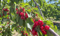 California’s Cherry Season Draws Crowds to U-Pick Farms