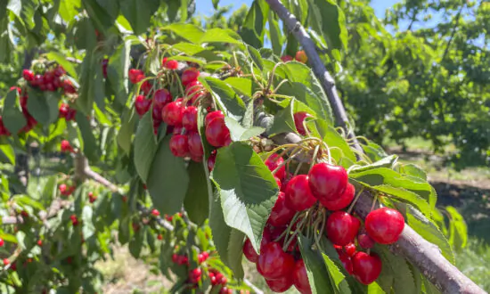 California’s Cherry Season Draws Crowds to U-Pick Farms