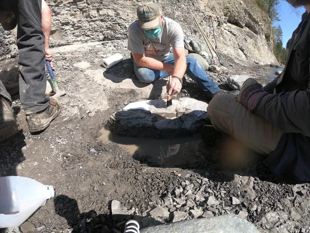 Russell Ball found a turtle fossil on the Puntledge River in what is known as the Trent River formation in January. (The Canadian Press)