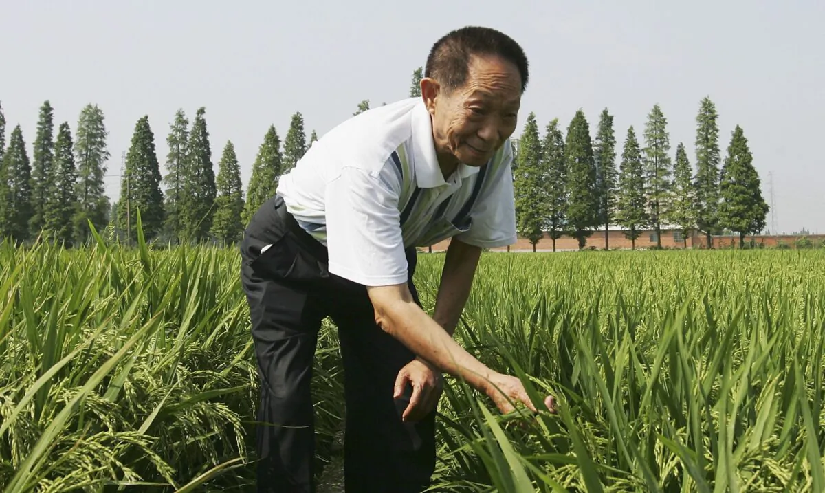 Yuan Longping, who is lauded in state media as the “father of hybrid rice,” poses for a photo at a hybrid rice planting field in Changsha city, Hunan Province, on June 20, 2006. (Guang Niu/Getty Images)