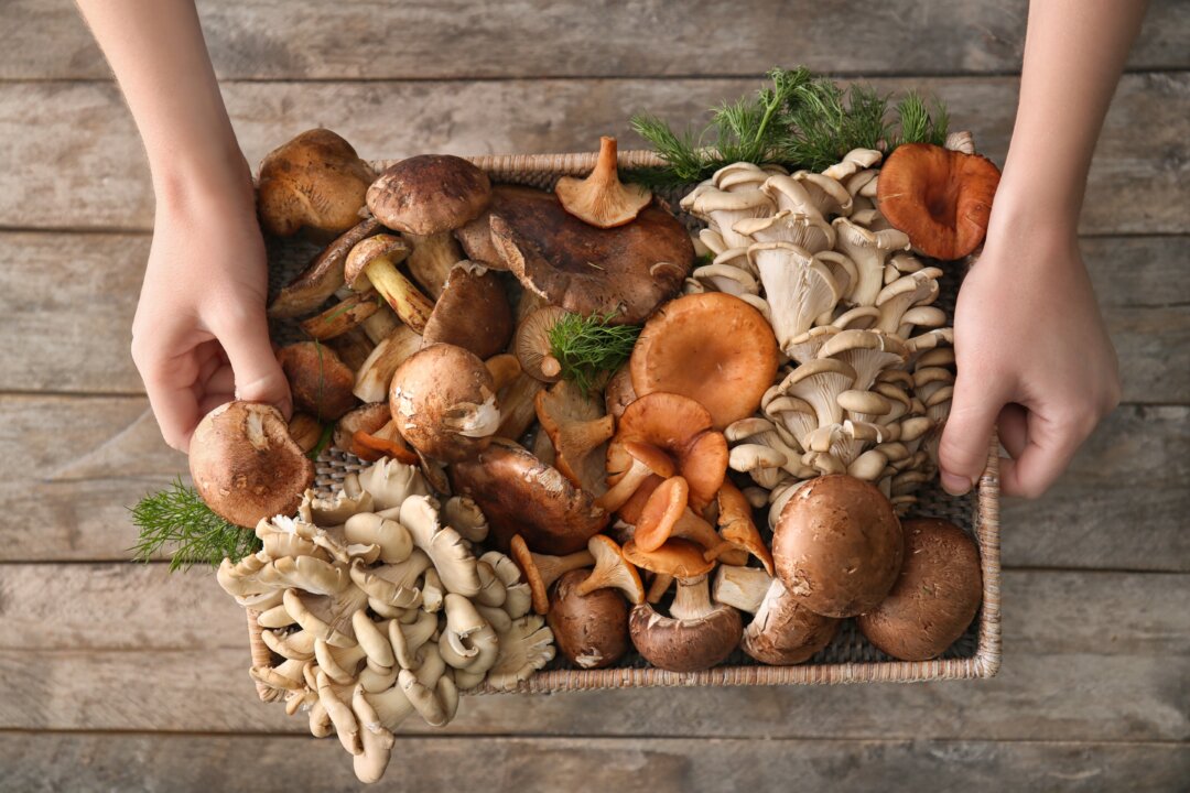 Fungi produce our best
antibiotics and have
medicinal potential for
a host of diseases. (Africa Studio/Shutterstock)