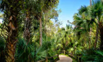 Forest Bathing