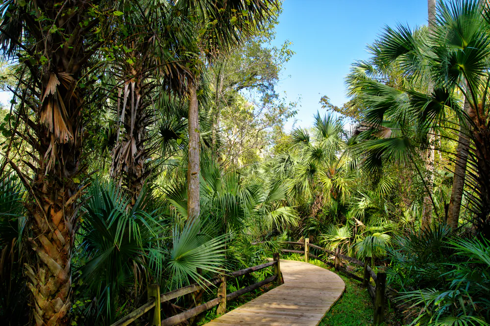 A boardwalk in the Juniper Springs area of Ocala National Forest. (Rafal Michal Gadomski/Shutterstock)