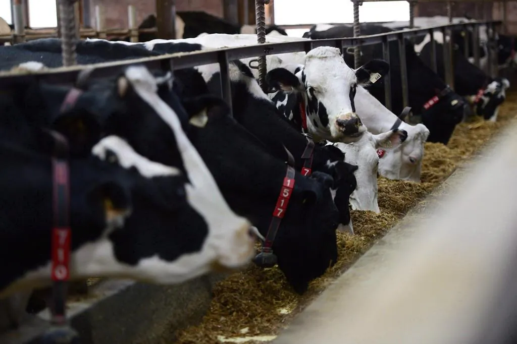 Dairy cows feed in a barn on a farm in Eastern Ontario on April 19, 2017. (Sean Kilpatrick/The Canadian Press)