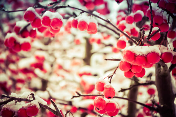 red cherries in snow