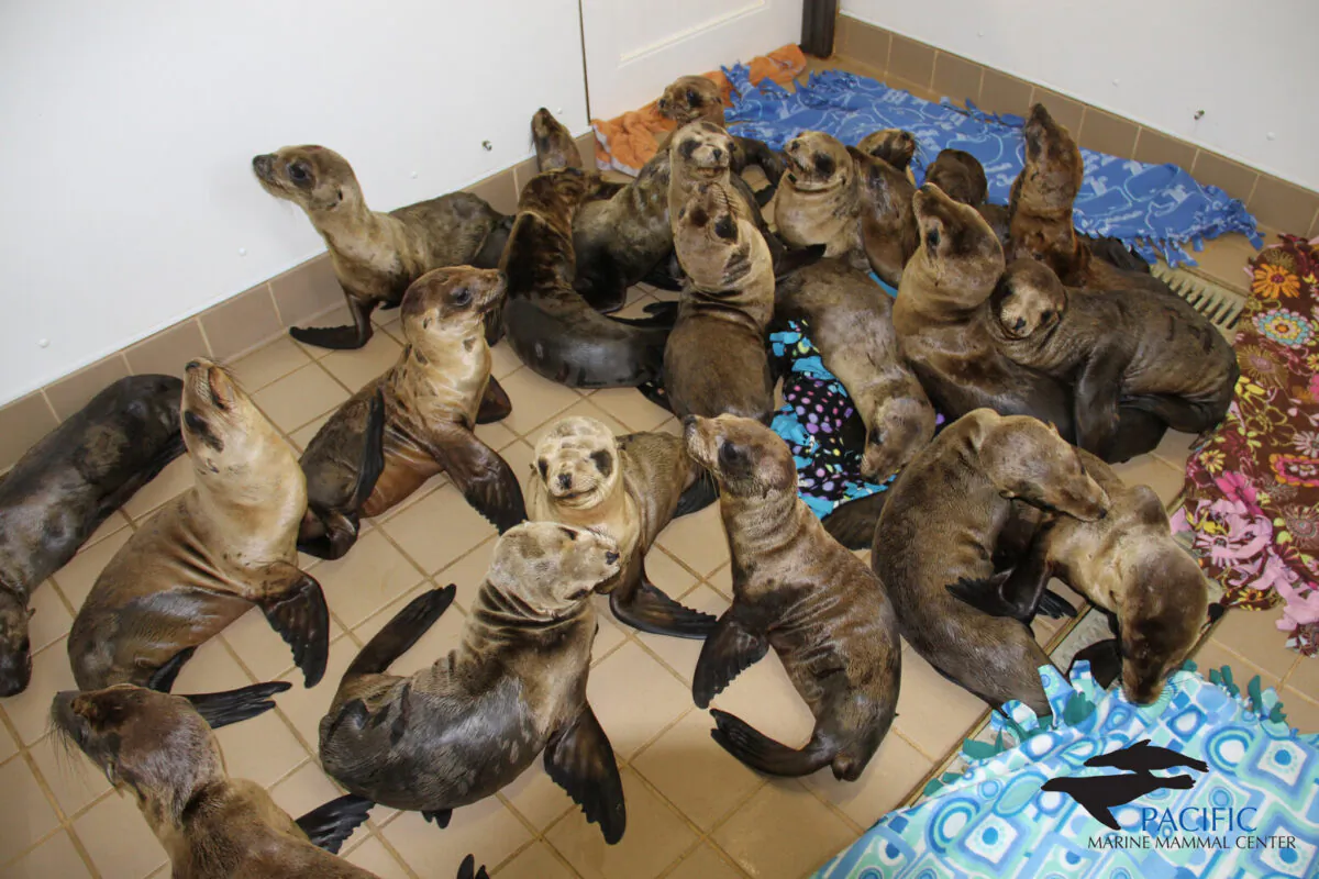 Sea lions are treated at the Pacific Marine Mammal Center. (Courtesy of the Pacific Marine Mammal Center.)