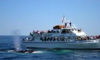 Scientists Say Most Whale Strikes Go Undocumented