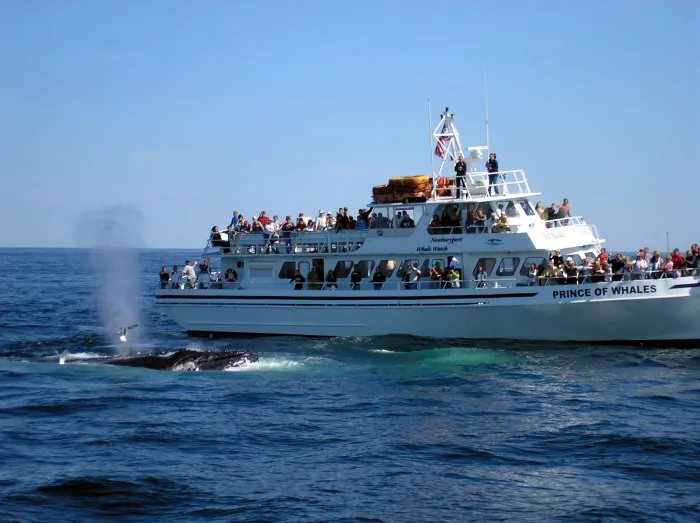Scientists at the Marine Science Institute, University of California–Santa Barbara estimate that more than 80 fin, blue, and humpback whales on the West Coast succumb to vessel collisions annually.  (Courtesy of the International Whaling Association)