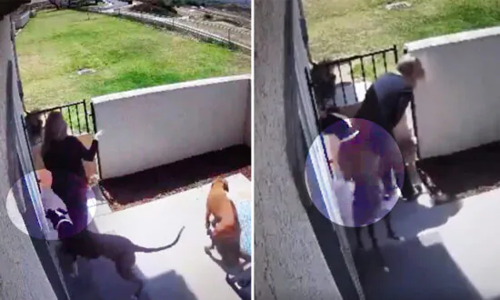 ‘I Should Have Been Bit’: Loyal Dog Takes Rattlesnake Bite for Her Owner, Is Recovering