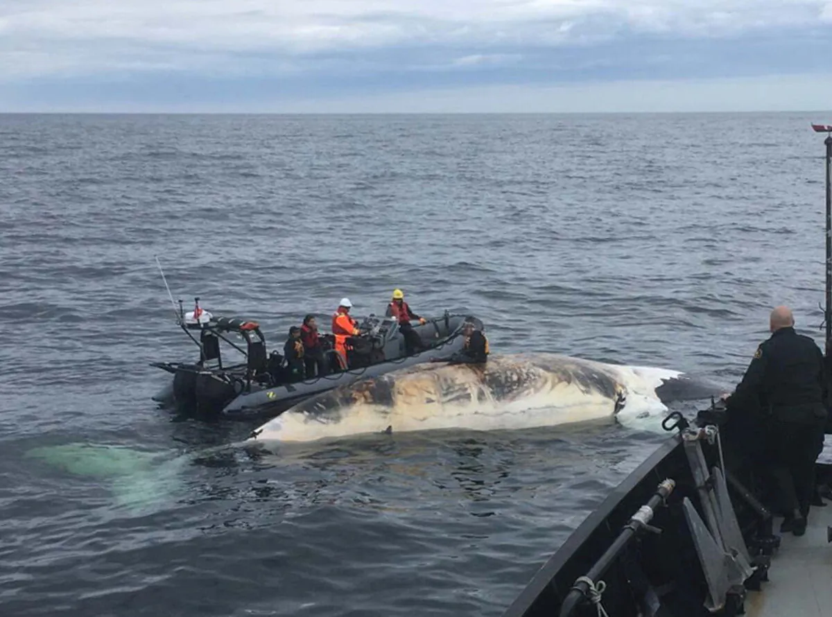 A crew from Fisheries and Oceans Canada and partner agencies collect the tissue of a dead North Atlantic Right Whale in the Gulf of St. Lawrence in an undated photo. (Fisheries and Oceans Canada/Handout via Reuters)