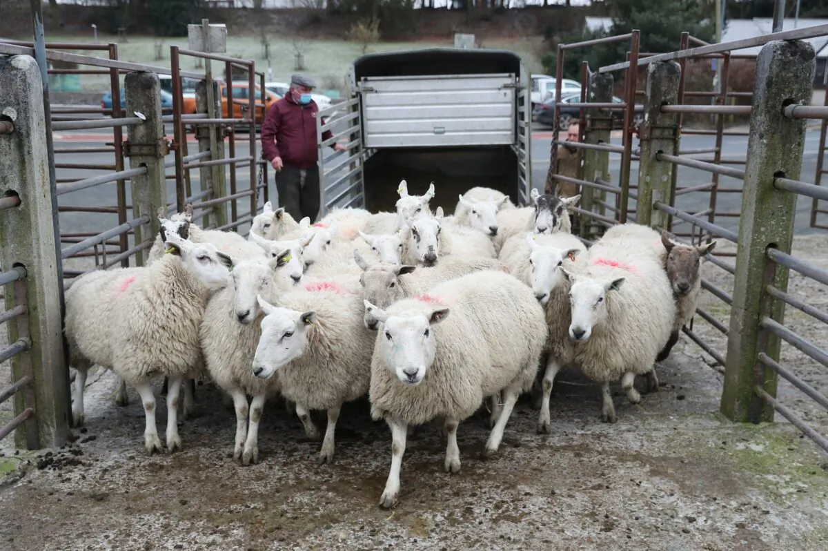 British sheep farmer, UK, on May 23, 2021. (David Davies/PA)