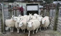 Farmers Should Be ‘Positive Not Fearful’ of Australia Deal, Says Trade Minister