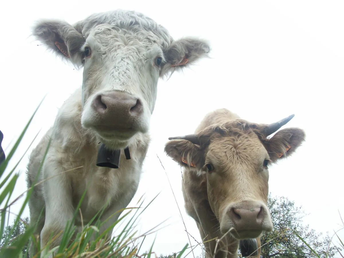 Grass fed cows produce sweeter milk Cows6 on Picspree