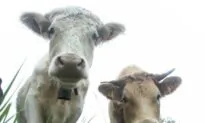 The case for herd sharing— What it and and why you should