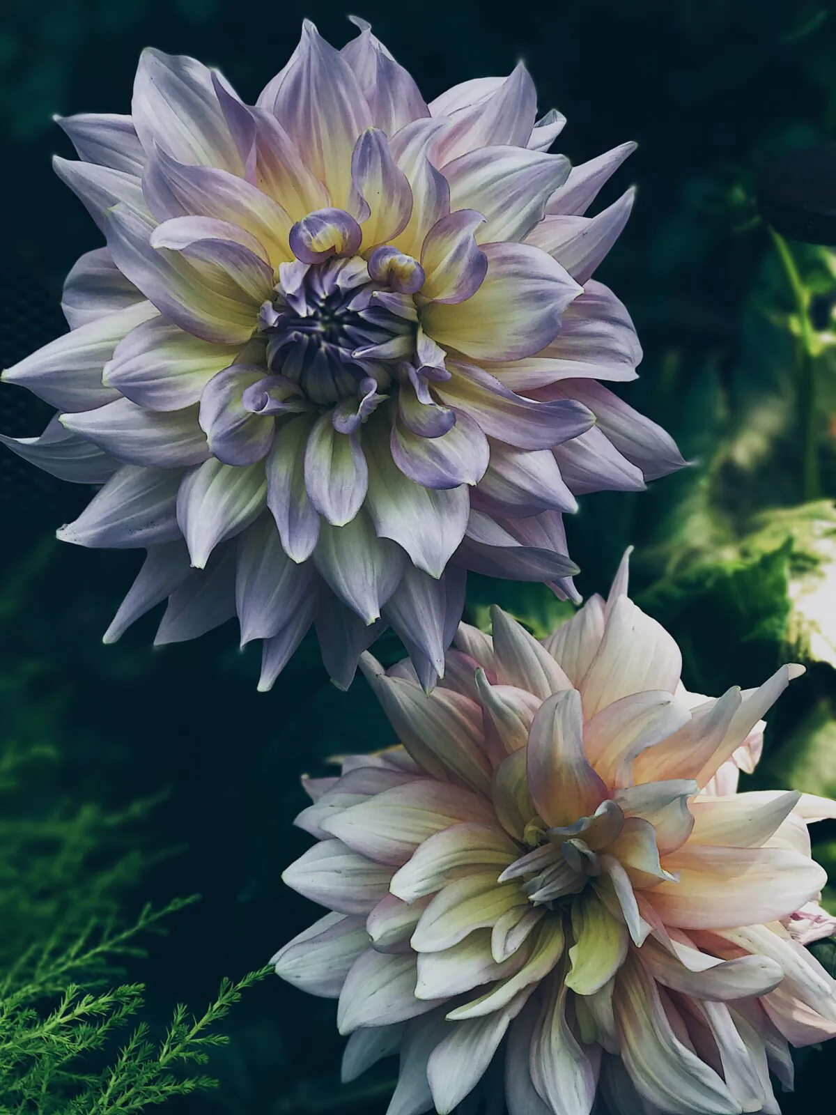 Dahlia growers have two options when it comes to winterizing the tubers from which the flowers grow: dig them up and secure them in a dry, temperature-controlled environment or leave them in the ground and insulate them. (Lukas/Pexels)