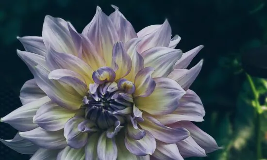 Dahlia Dilemmas