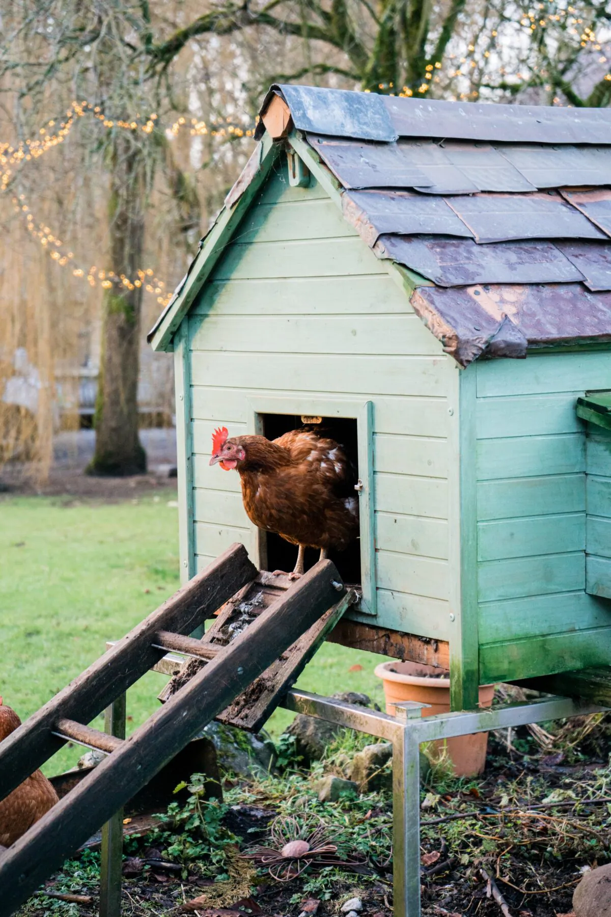 Chickens like to free range and eating worms and bugs helps add protein to their diets, yet they should be kept out of compost piles, which may contain maggots that can cause botulism. (Tom Ungerer/Unsplash)