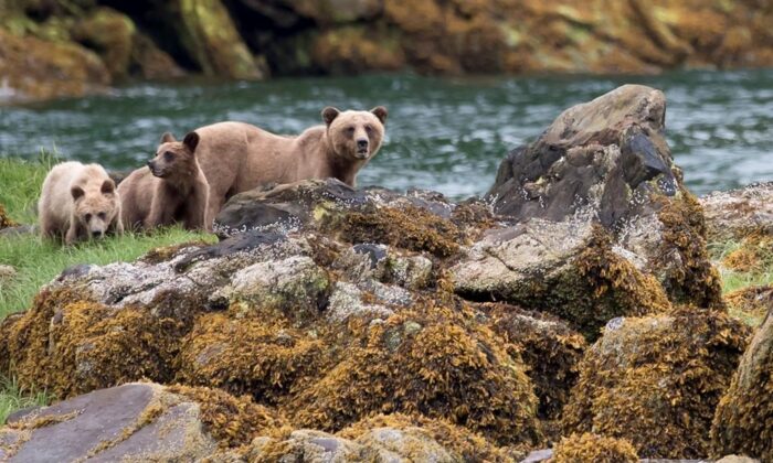 A grizzly bear and its two cubs are seen in the Khutzeymateen Inlet near Prince Rupert, B.C., on June, 22, 2018. (The Canadian Press/Jonathan Hayward)