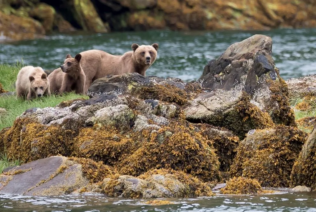 A grizzly bear and its two cubs are seen in the Khutzeymateen Inlet near Prince Rupert, B.C., on June, 22, 2018. (The Canadian Press/Jonathan Hayward)
