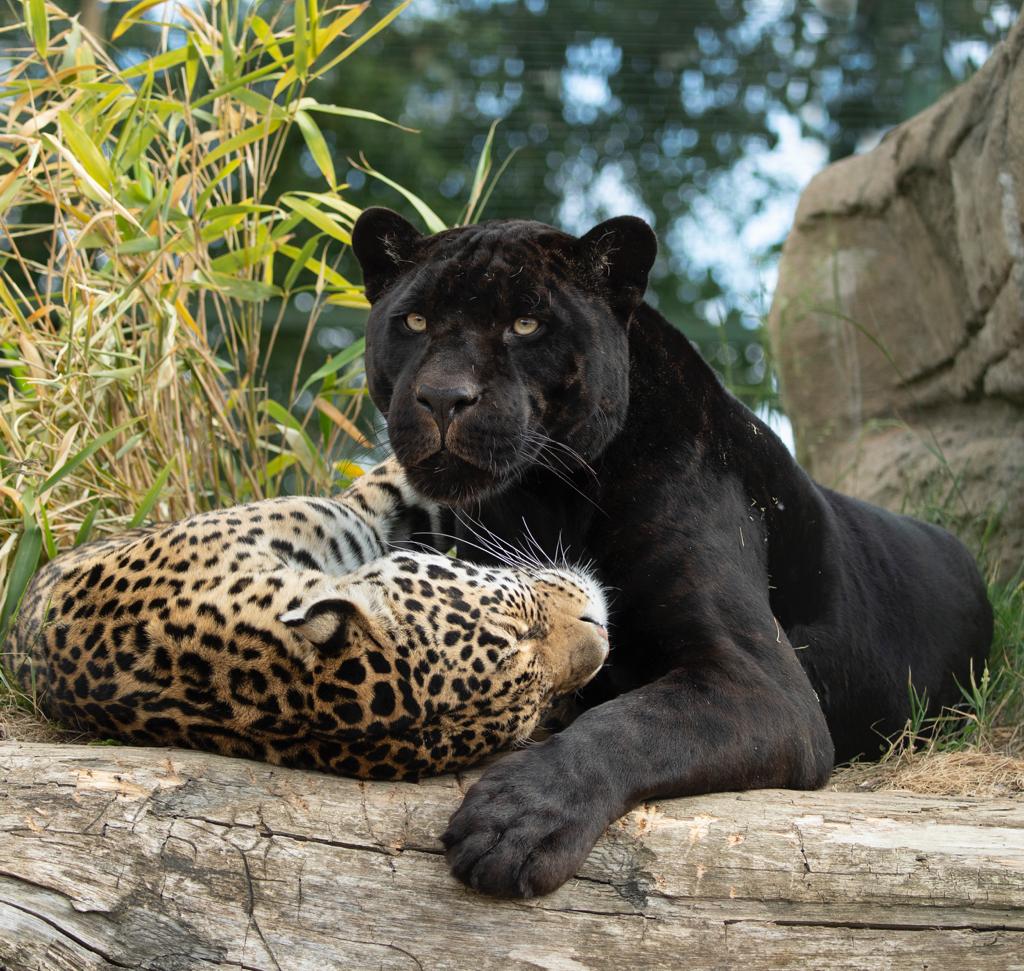 Gorgeous Rare Female Black Jaguar Cub Is Born At England S Big Cat Sanctuary