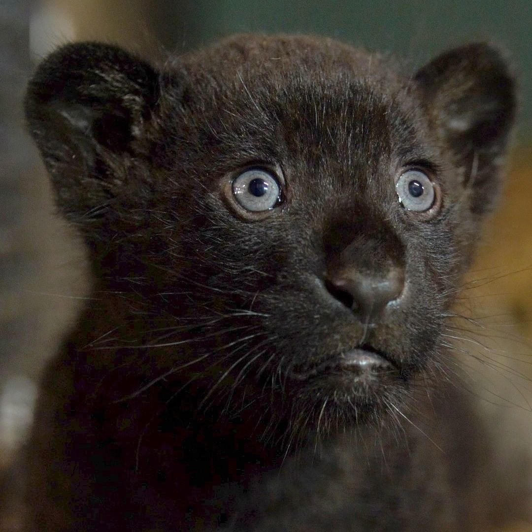 Gorgeous Rare Female Black Jaguar Cub Is Born At England S Big Cat Sanctuary