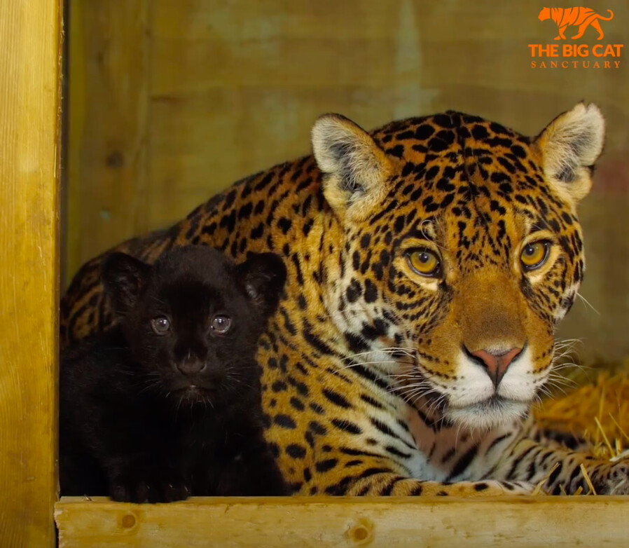 Gorgeous Rare Female Black Jaguar Cub Is Born At England S Big Cat Sanctuary