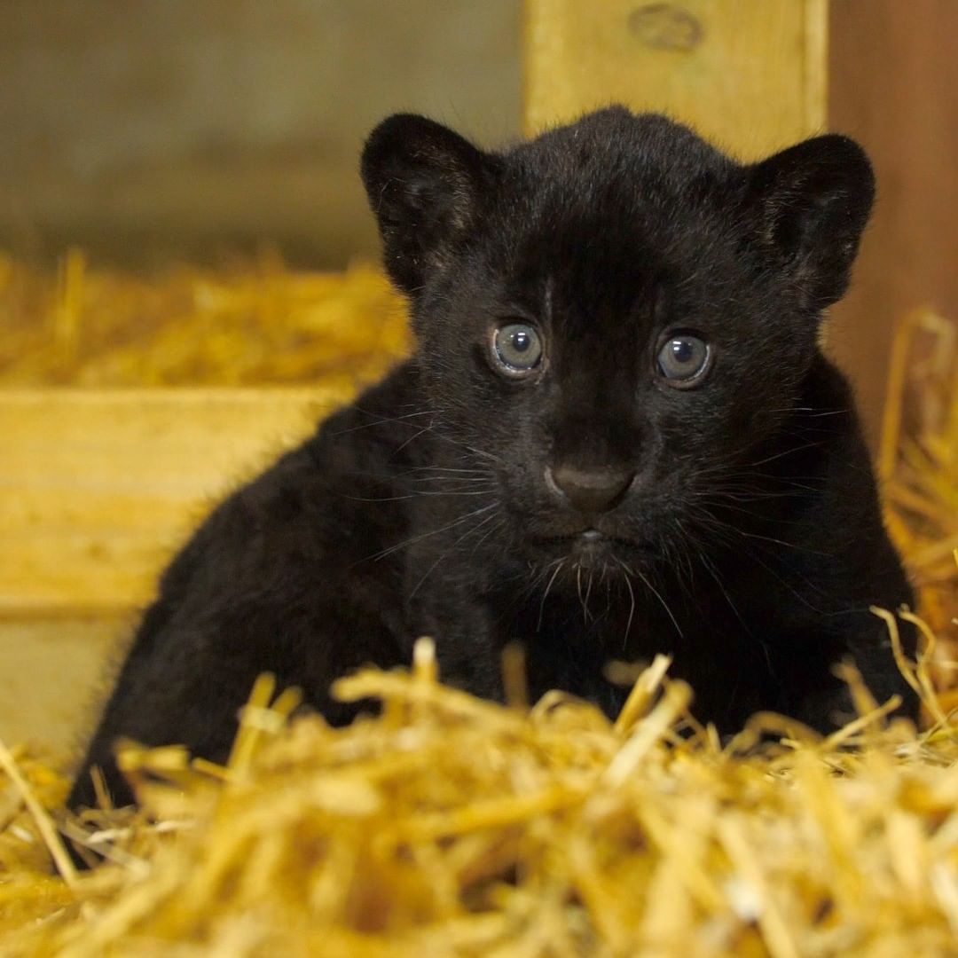 ‘Gorgeous’ Rare Female Black Jaguar Cub Is Born at England’s Big Cat ...