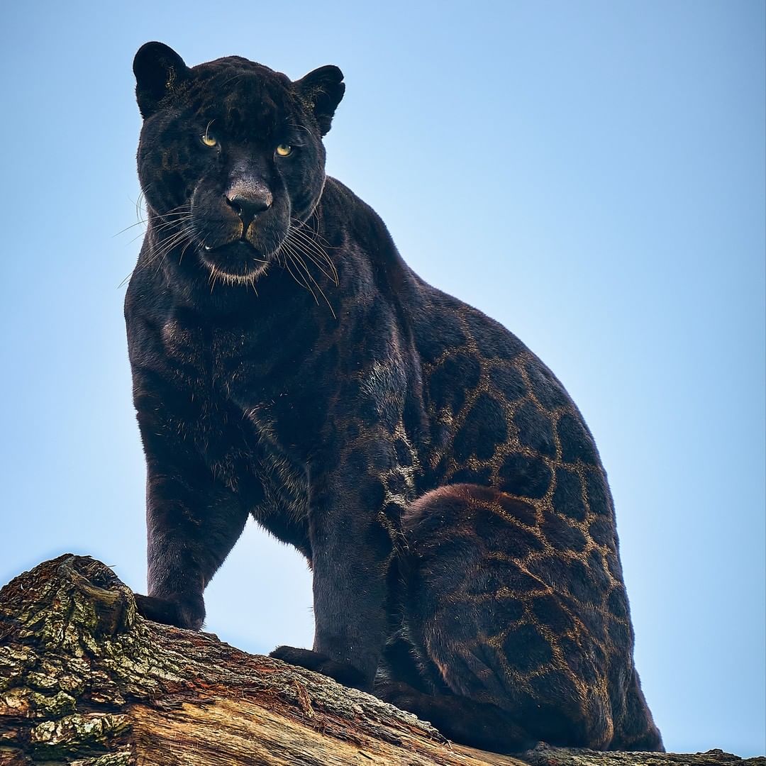 Gorgeous Rare Female Black Jaguar Cub Is Born At England S Big Cat Sanctuary