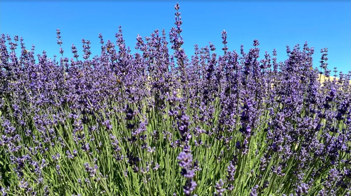 Imperial Gem lavender in full bloom at Soul Food Farm in Vacaville, Calif., on May 25, 2021. (Ilene Eng/The Epoch Times)