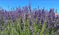 Lavender Festival Will Offer Lavender Chocolate-Chip Cookies and Lemonade