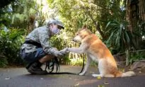 In the Case of the Dingo, We See Wishes Forming Beliefs