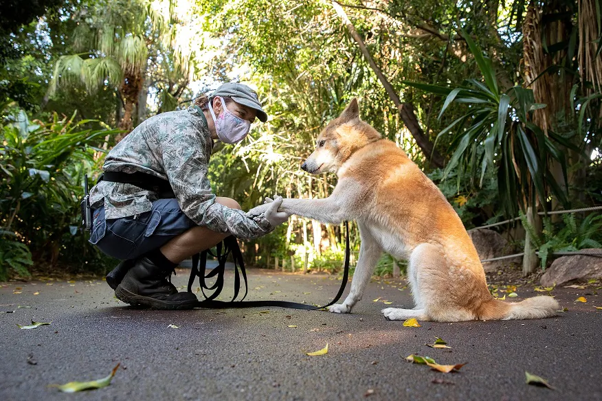 A Perth zoo keeper interacts with Mirri the Dingo whilst on a walk at Perth Zoo in Perth, Australia, on April 23, 2020. (Paul Kane/Getty Images)