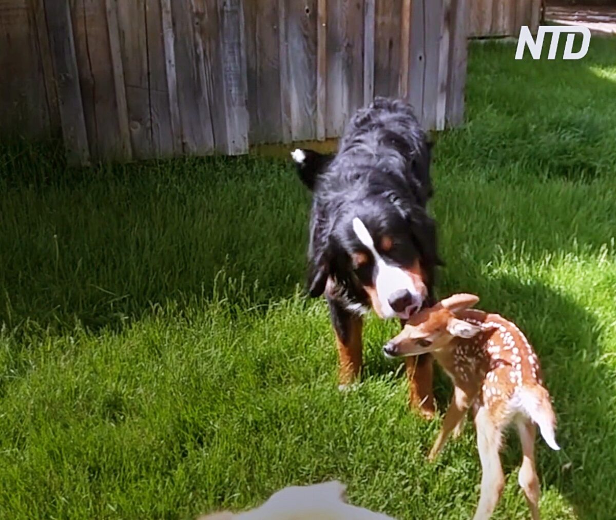 Baby Deer Rescue and Release