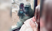 Video: Mom and Her Baby Son Get Surprise Visit From Gorilla Who Recently Gave Birth
