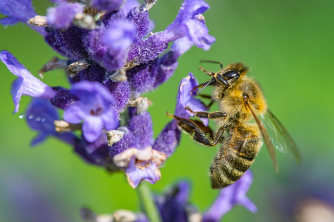 synthetic pesticides
used in conventional
farming have been linked
to the decline of bees, a
critical pollinator. (ETgohome/Shutterstock)